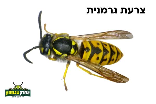 צרעה גרמנית