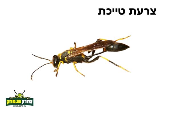 צרעה טייכת