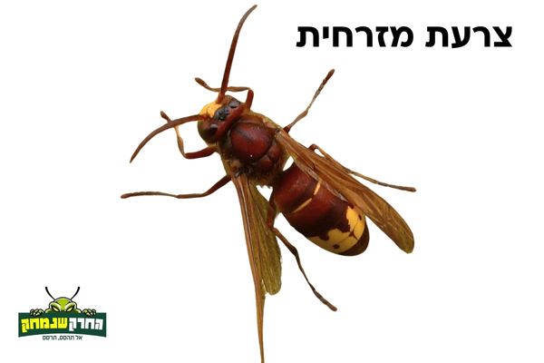 צרעה מזרחית