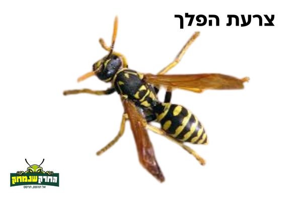 צרעת הפלך