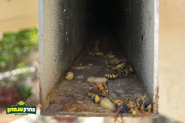 ריסוס צרעות מחסל אותם באופן מיידי